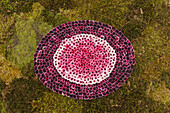 image made of flower petals, carpet of flowers for the procession, Corpus Christi, Feast of Corpus Christi, Villa de Mazo, UNESCO Biosphere Reserve, La Palma, Canary Islands, Spain, Europe
