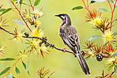 Red Wattlebird (Anthochaera carunculata), Victoria, Australia