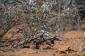 Cape Pangolin (Manis temminckii), Limpopo, South Africa