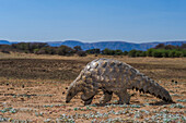 Cape Pangolin (Manis temminckii), Limpopo, South Africa