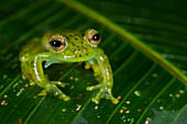 Emerald Glass Frog (Centrolene prosoblepon), Mashpi Rainforest Biodiversity Reserve, Pichincha, Ecuador