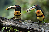 Pale-mandibled Aracari (Pteroglossus erythropygius) pair, Mashpi Rainforest Biodiversity Reserve, Pichincha, Ecuador