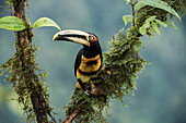 Pale-mandibled Aracari (Pteroglossus erythropygius), Mashpi Rainforest Biodiversity Reserve, Pichincha, Ecuador