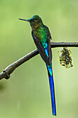 Long-tailed Sylph (Aglaiocercus kingi) male, Mashpi Rainforest Biodiversity Reserve, Pichincha, Ecuador