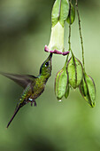 Empress Brilliant (Heliodoxa imperatrix) feeding on flower nectar, Mashpi Rainforest Biodiversity Reserve, Pichincha, Ecuador