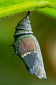 Rusty-tipped Page (Siproeta epaphus) chrysalis, Mashpi Rainforest Biodiversity Reserve, Pichincha, Ecuador sequence 2 of 3