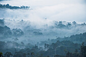 Cloud forest in mist, Ecuador