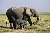 African Elephant (Loxodonta africana) mother and calf, Amboseli National Park, Kenya