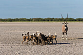 Oryx (Oryx gazella) mother near African Wild Dog (Lycaon pictus) pack who killed her calf, Africa