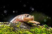 Coastal Giant Salamander (Dicamptodon tenebrosus) at night during rainfall, Columbia River Gorge, Oregon