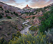 Chamisa (Atriplex canescens) flowering in canyon, Church Rock, Red Rock State Park, New Mexico