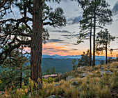 Ponderosa Pine (Pinus ponderosa) trees, Mogollon Rim, Mazatzal Wilderness, Coconino National Forest, Arizona