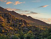 Saguaro (Carnegiea gigantea) cacti in desert, Tucson Mountains, Arizona