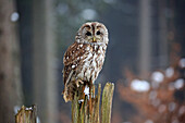 Tawny Owl (Strix aluco) in winter, Zdarske Vrchy, Bohemian-Moravian Highlands, Czech Republic