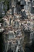 Common Murre (Uria aalge) colony on cliff, Spitzbergen, Svalbard, Norway
