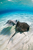 Atlantic Stingray (Dasyatis sabina) pair, Grand Cayman, Cayman Islands, Caribbean