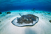 Atlantic Stingray (Dasyatis sabina), Grand Cayman, Cayman Islands, Caribbean