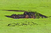 Hippopotamus (Hippopotamus amphibius) male in waterhole covered with water vegetation, Kruger National Park, South Africa