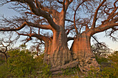 Baobab (Adansonia sp) trees, Kubu Island, Makgadikgadi National Park, Botswana