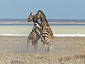 Zebra (Equus quagga) stallions fighting in dry season, Etosha National Park, Namibia