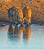 Spotted Hyena (Crocuta crocuta) pair drinking at waterhole in dry season, Etosha National Park, Namibia