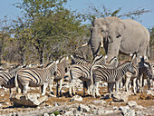 Zebra (Equus quagga) herd and African Elephant (Loxodonta africana), Etosha National Park, Namibia