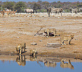 African Lion (Panthera leo) mother and cubs at waterhole with Greater Kudu (Tragelaphus strepsiceros) kill, Etosha National Park, Namibia