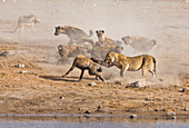 African Lion (Panthera leo) female defending her Greater Kudu (Tragelaphus strepsiceros) kill from Spotted Hyenas (Crocuta crocuta), Etosha National Park, Namibia. Sequence 7 of 10