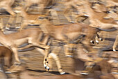Impala (Aepyceros melampus) herd running, Etosha National Park, Namibia