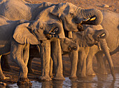 African Elephant (Loxodonta africana) herd drinking at waterhole in dry season, Etosha National Park, Namibia