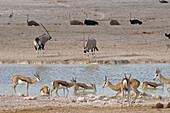 Ostrich (Struthio camelus) group, Springbok (Antidorcas marsupialis) herd, and Oryx (Oryx gazella) pair at waterhole in dry season, Etosha National Park, Namibia