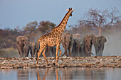 Angolan Giraffe (Giraffa giraffa angolensis) at waterhole with African Elephant (Loxodonta africana) herd approaching in dry season, Etosha National Park, Namibia. Sequence 2 of 4