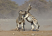 Zebra (Equus quagga) stallions fighting in dry season, Etosha National Park, Namibia. Sequence 1 of 5