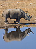Black Rhinoceros (Diceros bicornis) drinking at waterhole in dry season, Etosha National Park, Namibia