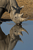 Black Rhinoceros (Diceros bicornis) drinking at waterhole in dry season, Etosha National Park, Namibia