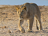 African Lion (Panthera leo) sub-adult male stalking, Etosha National Park, Namibia