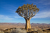 Quiver Tree (Aloe dichotoma) in desert, Namib Desert, Namibia