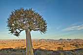 Quiver Tree (Aloe dichotoma) in desert, Namib Desert, Namibia