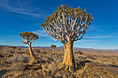 Quiver Tree (Aloe dichotoma) pair in desert, Namib Desert, Namibia
