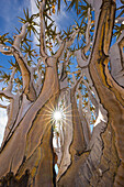 Quiver Tree (Aloe dichotoma) trunk, Namib Desert, Namibia