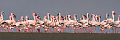 Lesser Flamingo (Phoenicopterus minor) flock, Walvis Bay, Namibia