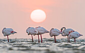 European Flamingo (Phoenicopterus roseus) group roosting at sunset, Walvis Bay, Namibia