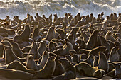 Cape Fur Seal (Arctocephalus pusillus) colony, Namibia