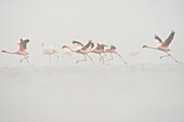 Lesser Flamingo (Phoenicopterus minor) flock taking flight in fog, Walvis Bay, Namibia