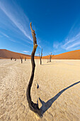 Dead trees in front of sand dunes, Sossusvlei, Namib-Naukluft National Park, Namibia