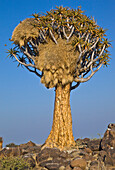Sociable Weaver (Philetairus socius) nests in Quiver Tree (Aloe dichotoma), Quiver Tree Forest, Namibia