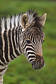 Zebra (Equus quagga) foal, Addo National Park, South Africa