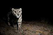 Snow Leopard (Panthera uncia)  wild male at night, Sarychat-Ertash Strict Nature Reserve, Tien Shan Mountains, eastern Kyrgyzstan