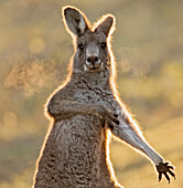 Eastern Grey Kangaroo (Macropus giganteus) scratching itself, Australian Capital Territory, Australia