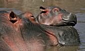 Hippopotamus (Hippopotamus amphibius) calf and mother sleeping, Serengeti National Park, Tanzania